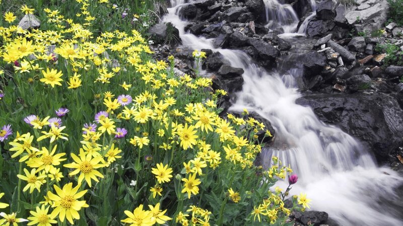 Wildflowers by a mountain stream