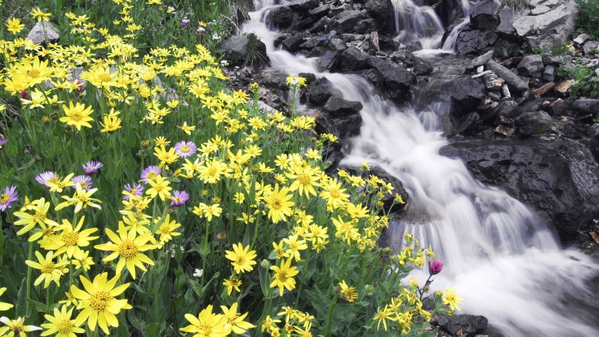 Wildflowers by a mountain stream