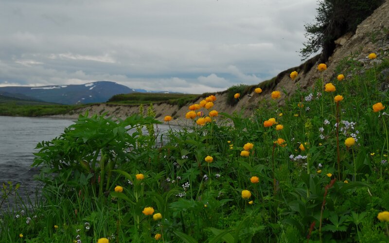 Wildflowers by a river
