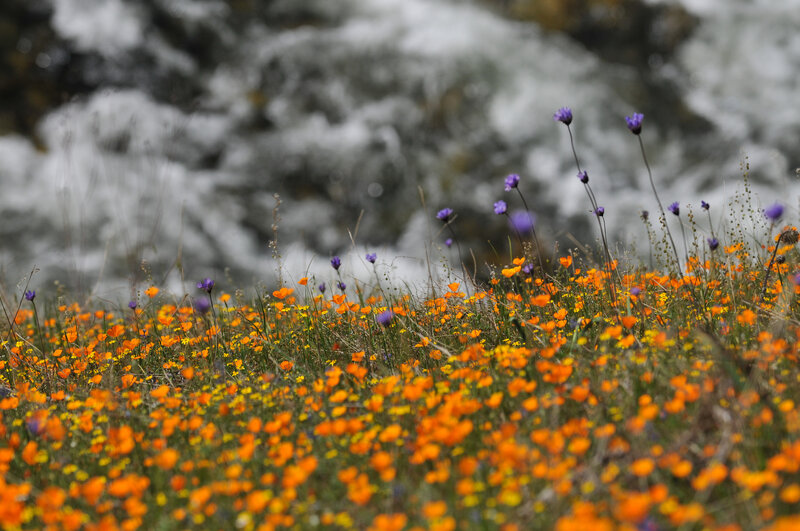 Wildflowers by a Stream
