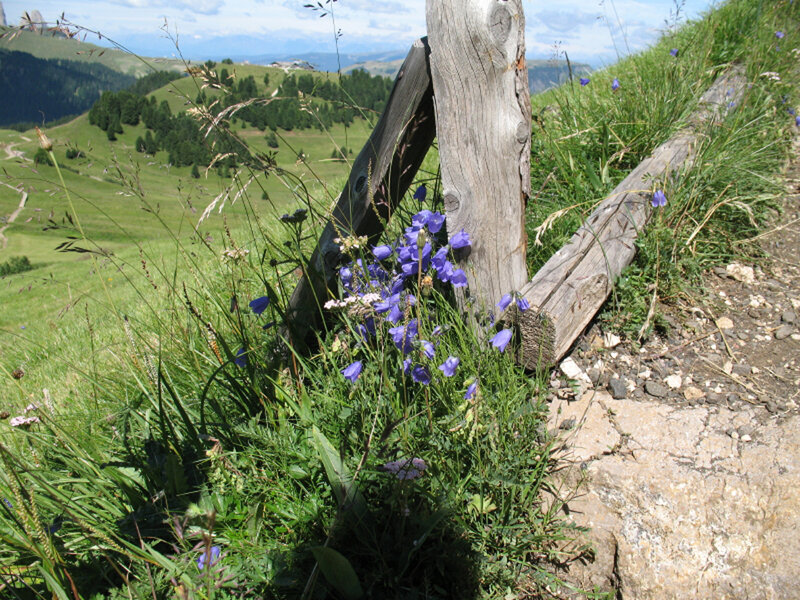 Wildflowers by a wooden fence