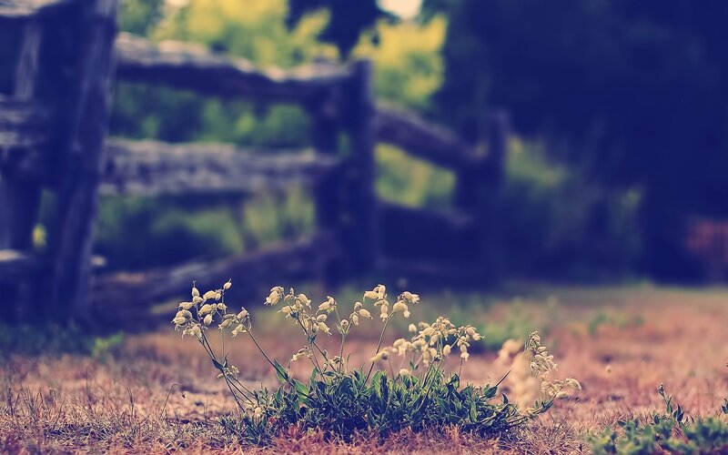 Wildflowers by a wooden fence