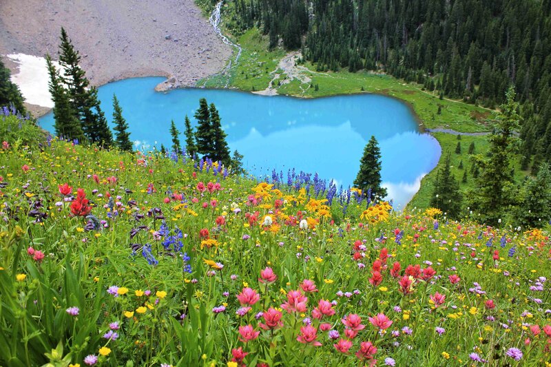 Wildflowers by Alpine Lake — Blue, Serene, Summer