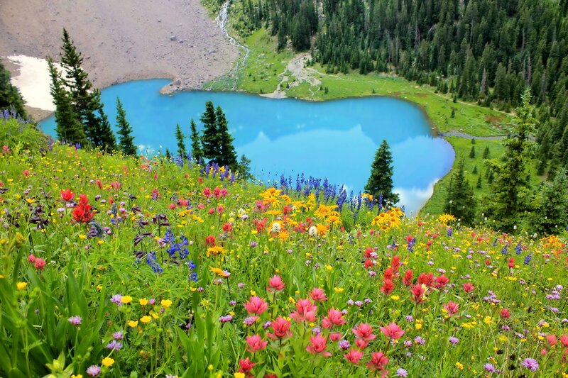 Wildflowers by Alpine Lake — Blue, Serene