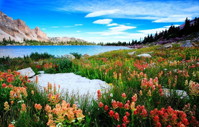 Wildflowers by Alpine Lake — Blue