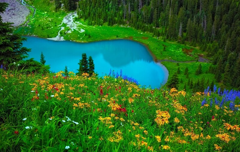 Wildflowers by Alpine Lake — Green, Serene, Summer
