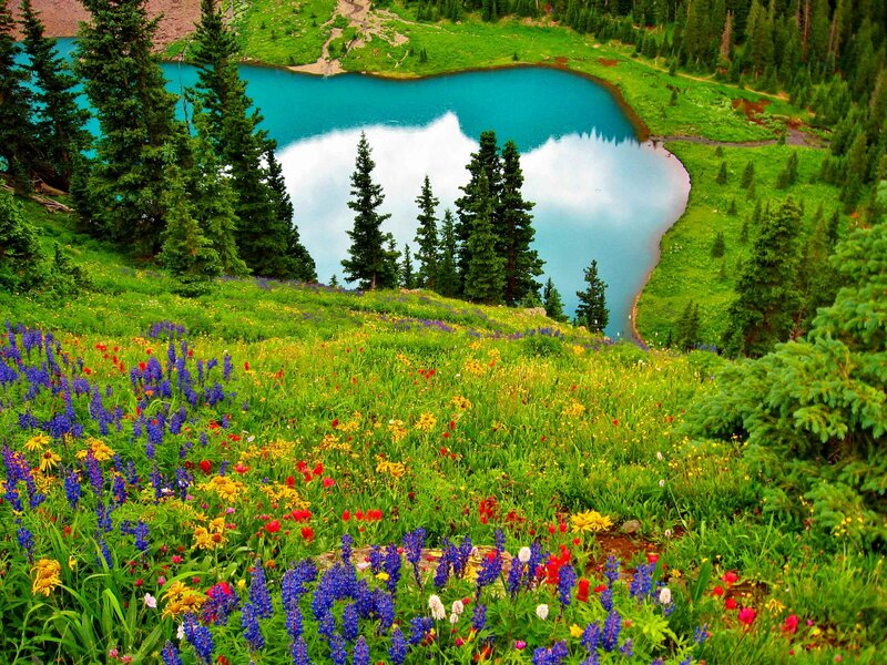 Wildflowers by Alpine Lake — Green, Serene