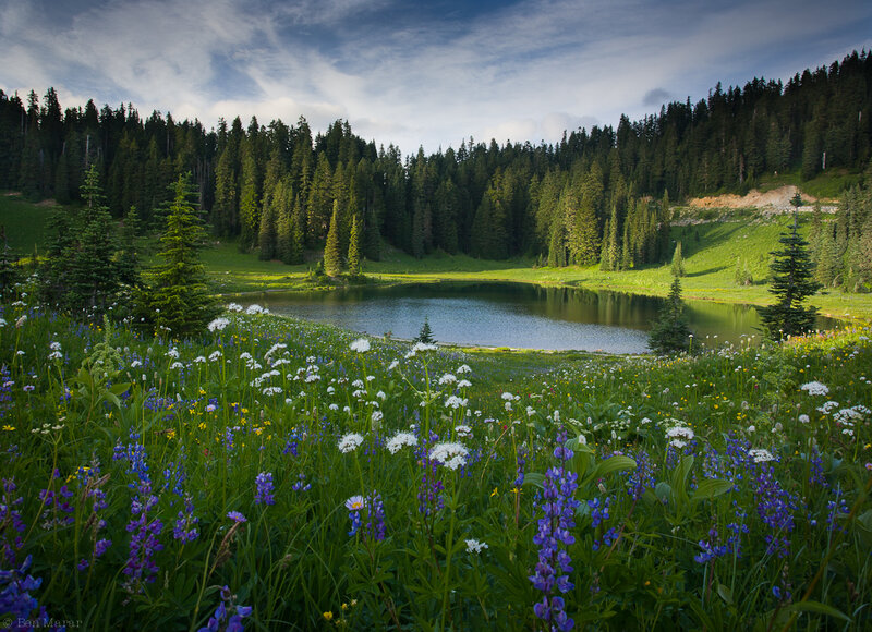 Wildflowers by Alpine Lake — Green