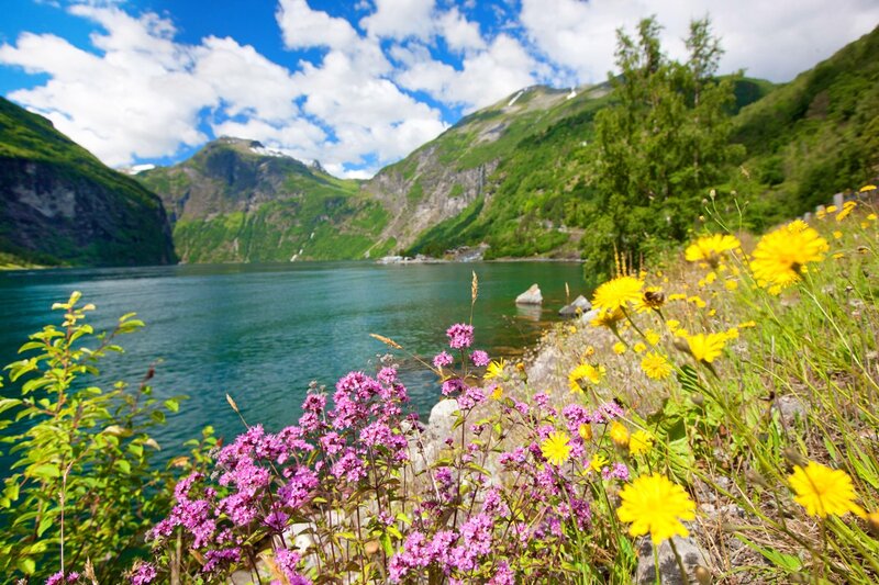 Wildflowers by Fjord — Blue