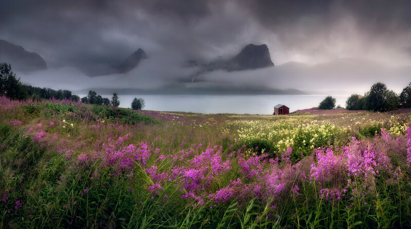 Wildflowers by Fjord