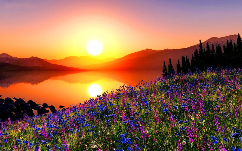 Wildflowers by Lake at Sunset — Orange, Serene