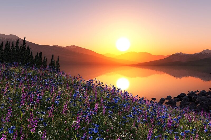 Wildflowers by Lake at Sunset — Orange