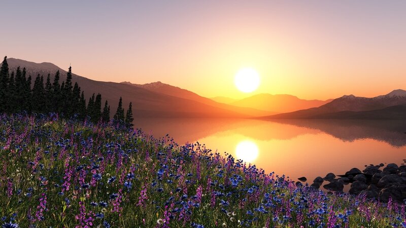 Wildflowers by Lake at Sunset