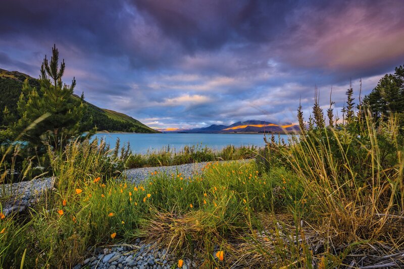 Wildflowers by Lake — Blue, Dramatic, Sunset