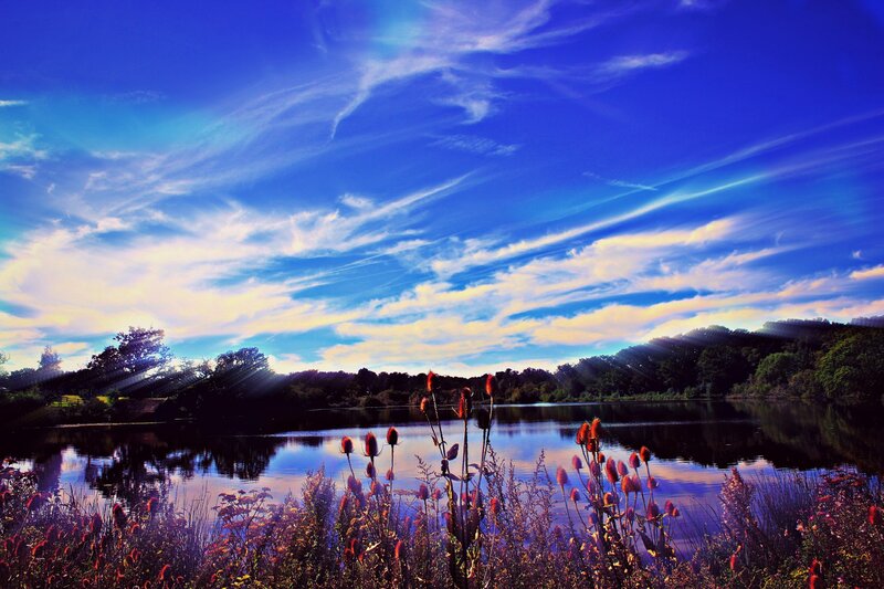 Wildflowers by Lake — Blue, Dramatic