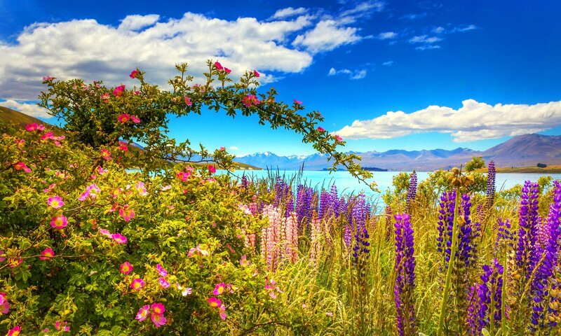 Wildflowers by Lake — Blue, Serene, Afternoon
