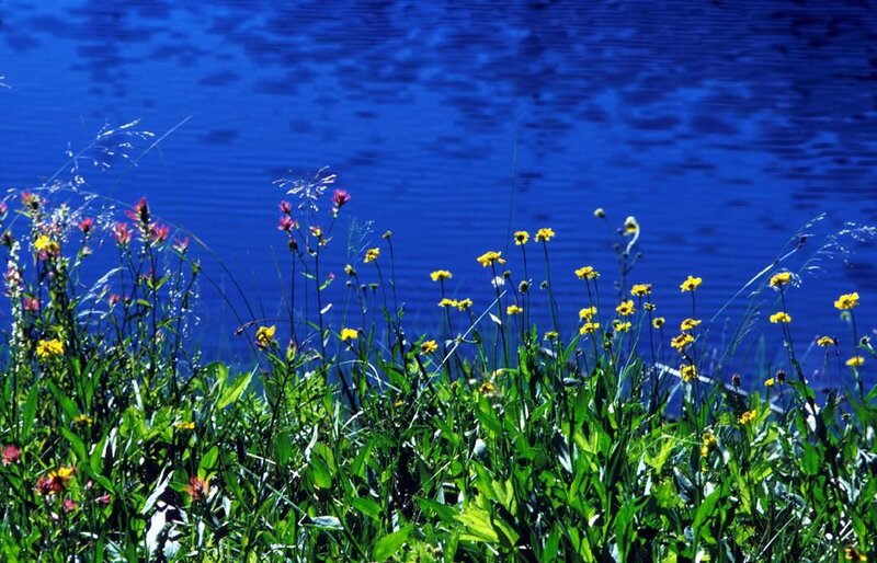 Wildflowers by Lake — Blue, Serene, Summer