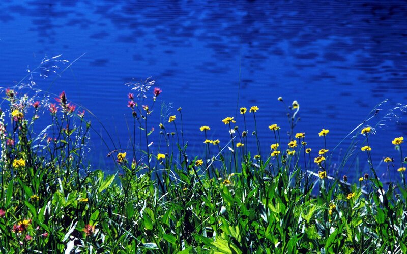 Wildflowers by Lake — Blue, Serene