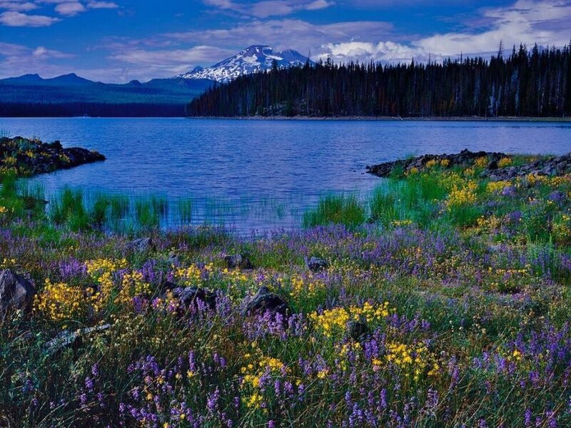 Wildflowers by Lake — Blue