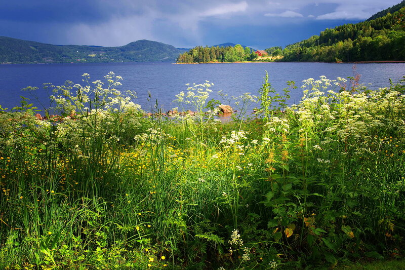 Wildflowers by Lake — Green, Dramatic, Afternoon