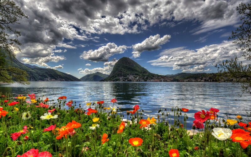 Wildflowers by Lake — Green, Dramatic