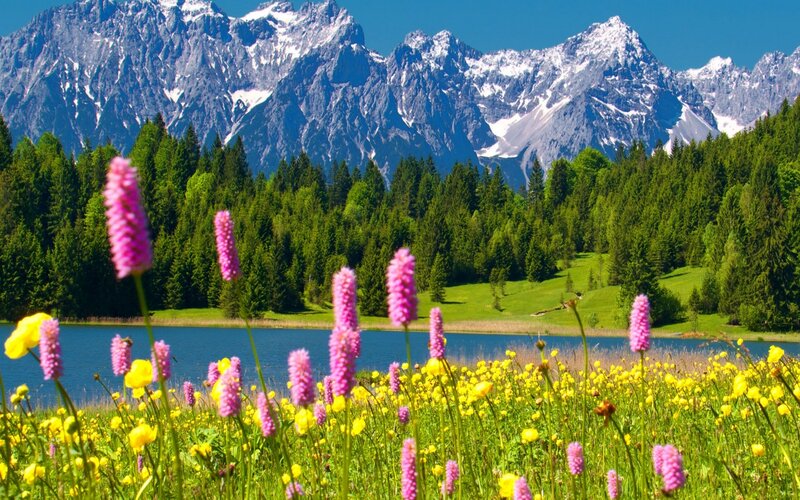 Wildflowers by Lake — Green, Serene, Summer, Photograph