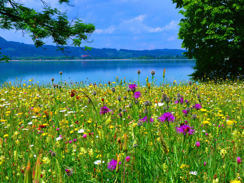 Wildflowers by Lake — Green, Serene, Summer
