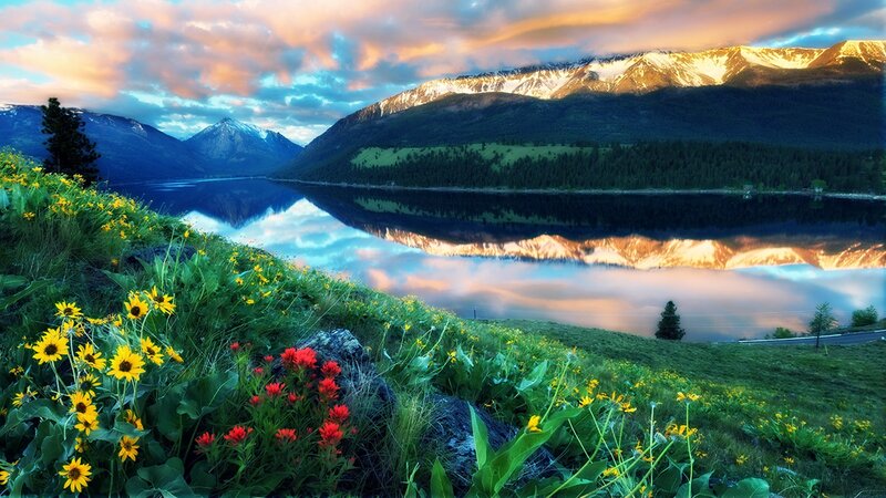 Wildflowers by Lake — Green, Serene, Sunset