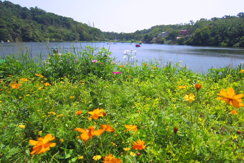 Wildflowers by Lake — Green, Serene