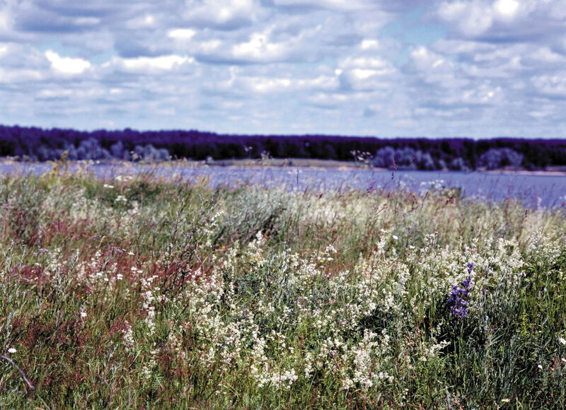 Wildflowers by Lake — Green