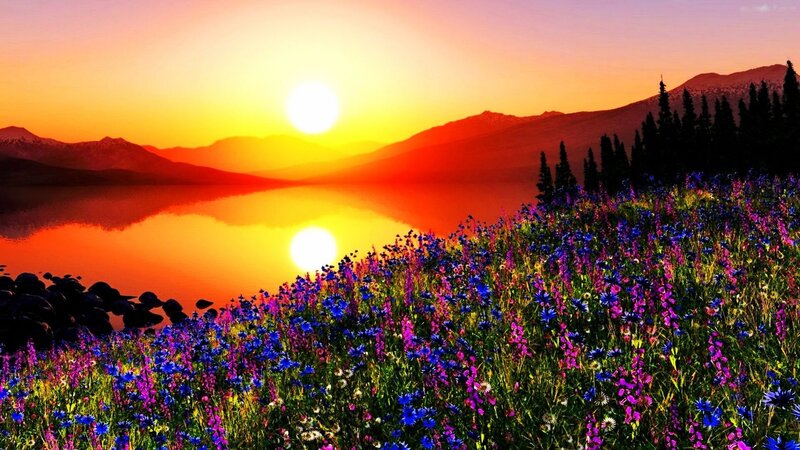 Wildflowers by Lake — Orange, Serene