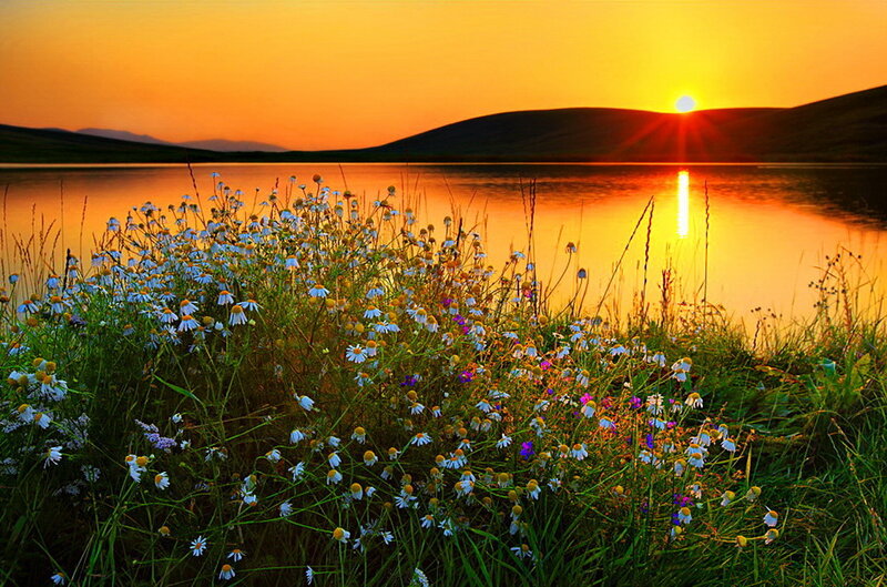 Wildflowers by Lake — Orange
