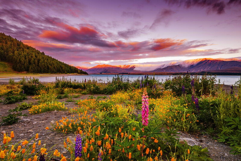 Wildflowers by Lake — Purple, Dramatic, Sunset