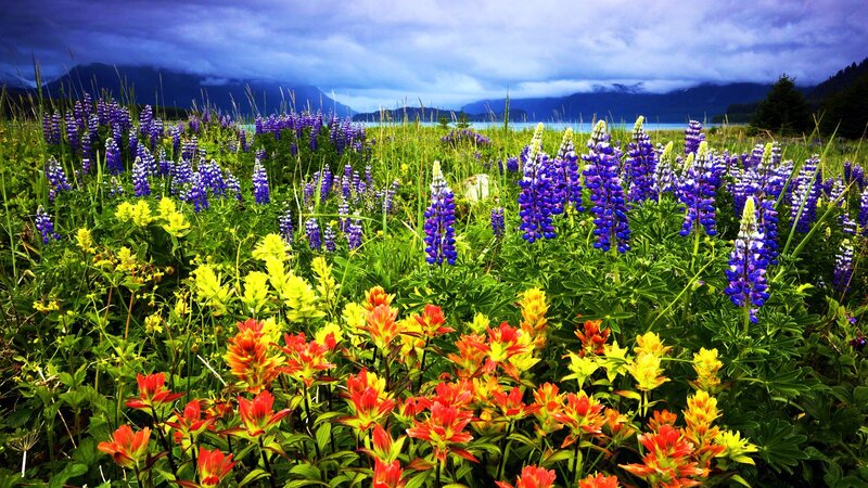 Wildflowers by Lake — Purple, Dramatic