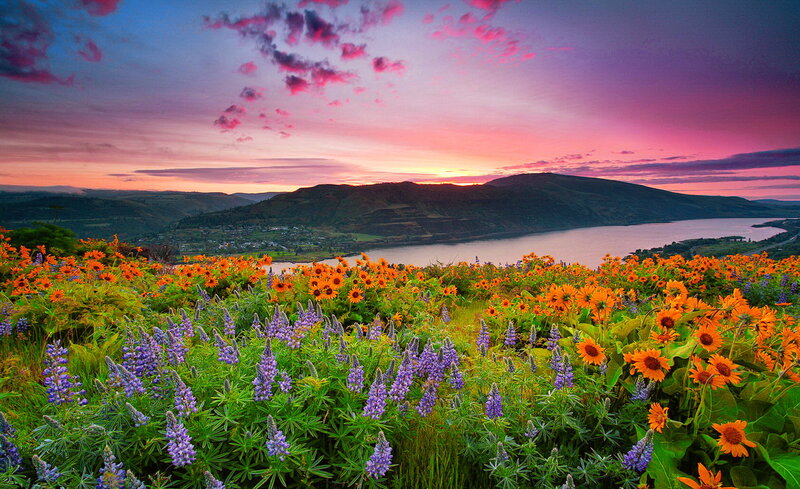 Wildflowers by Lake — Purple, Serene, Sunset, Photograph