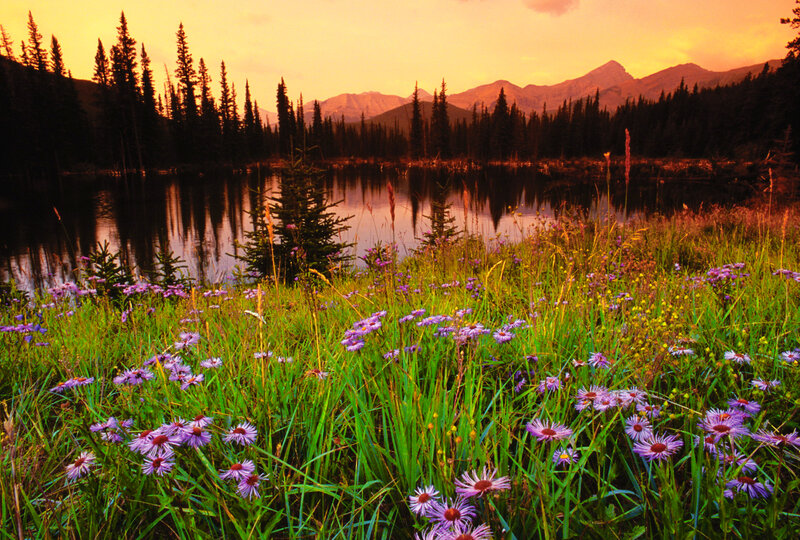 Wildflowers by Lake — Purple, Serene, Sunset