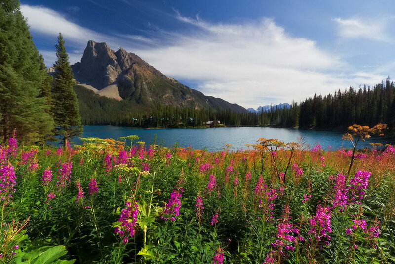 Wildflowers by Lake — Purple, Serene