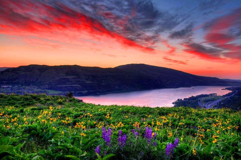 Wildflowers by Lake — Red