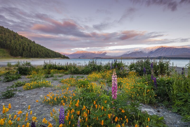 Wildflowers by Lake Shore — Purple