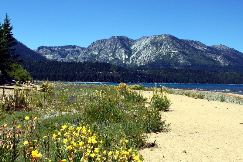 Wildflowers by Lake Shore