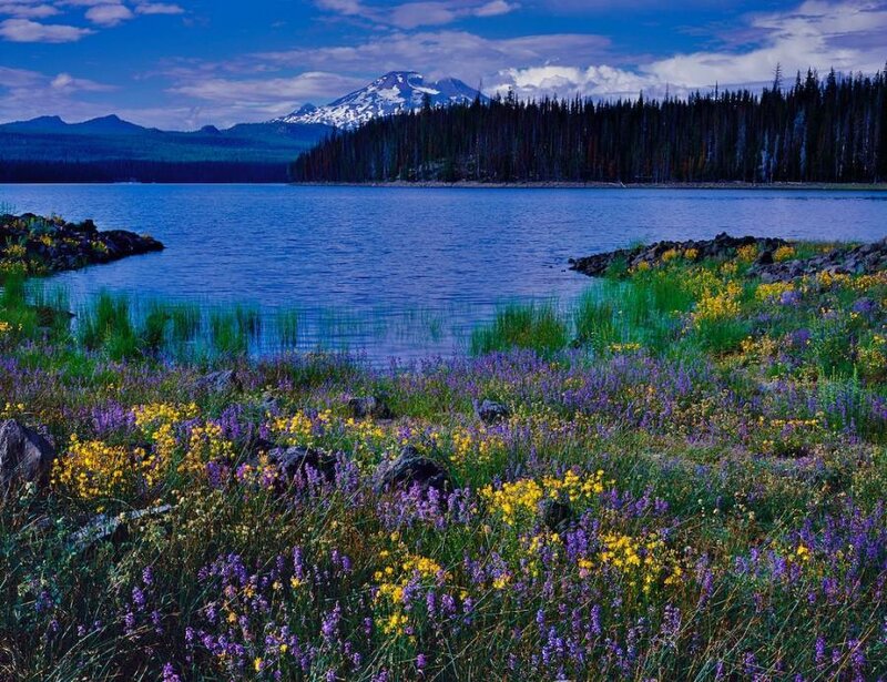 Wildflowers by Lake