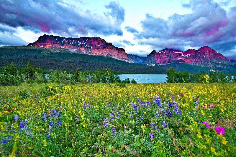 Wildflowers by Lake — Yellow, Dramatic