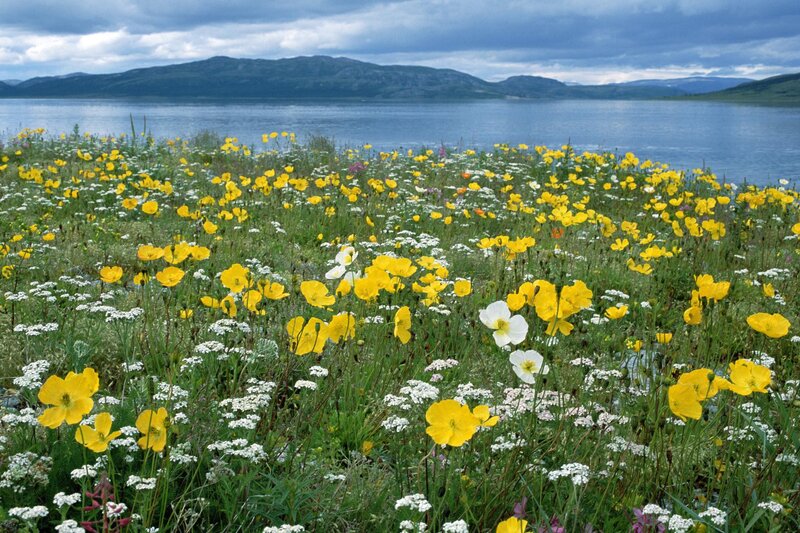 Wildflowers by Lake — Yellow