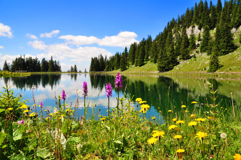 Wildflowers by Mountain Lake — Blue, Serene, Summer, Photograph, Forest