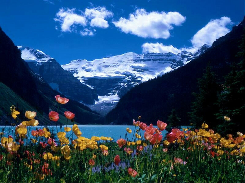 Wildflowers by Mountain Lake — Blue, Serene, Summer, Photograph