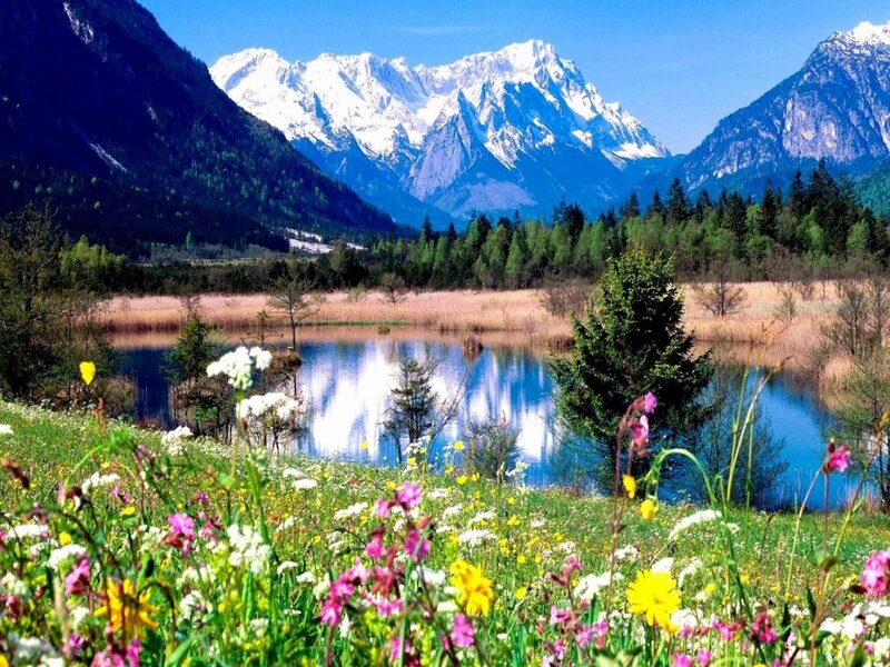 Wildflowers by Mountain Lake — Blue, Serene