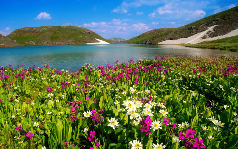 Wildflowers by Mountain Lake — Green, Serene, Summer, Photograph