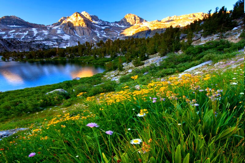 Wildflowers by Mountain Lake — Green, Serene, Sunset