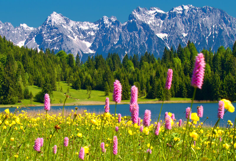Wildflowers by Mountain Lake — Green, Serene