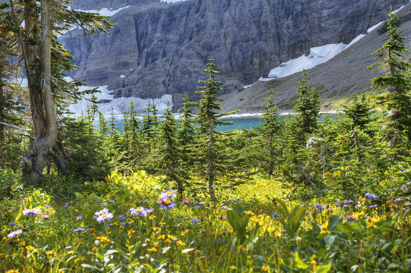 Wildflowers by Mountain Lake — Green